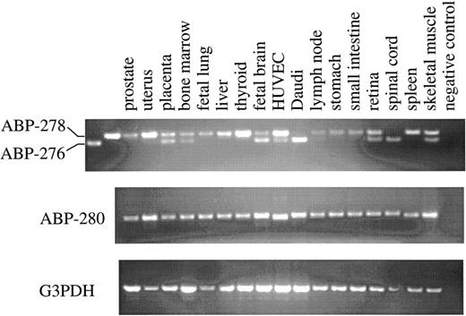 Fig. 6. Tissue distribution of ABP-276 and ABP-278 by RT-PCR. PCR products, amplified with primers P3 and P4 using various marathon cDNAs (Clontech) as templates, were fractionated on 1.5% agarose gel. The upper band (349 bp) represents the PCR products of ABP-278, while the lower band (277 bp) represents the PCR products of ABP-276. The difference in size is due to the presence and absence of the 72 bp exon sequence encoding the 24 amino acid Hinge I region. The PCR amplification of ABP-280 (P9 and P10) and G3PDH (P7 and P8) sequences were used as controls.