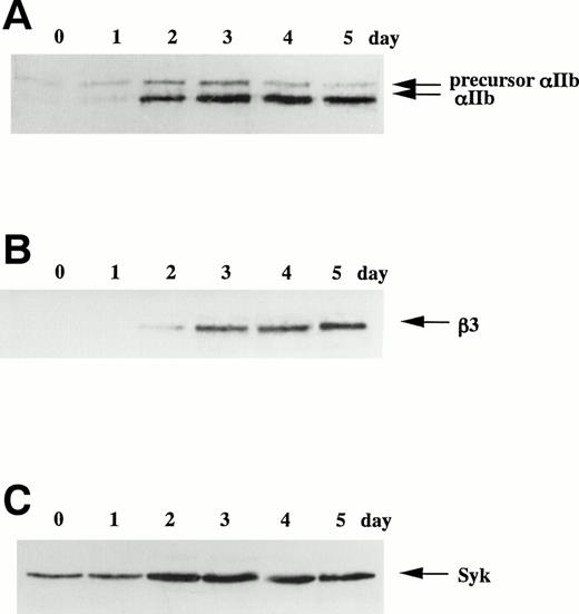 Fig. 1. TPA-induced differentiation of CMK cells on day course study. After addition of 20 nmol/L TPA to CMK cells, whole cell lysates were subjected to immunoblotting analyses with (A) anti-integrin IIb MoAb, (B) anti-integrin β3 MoAb, or (C) anti-Syk polyclonal antibody. In each lane, 30 μg protein of cell lysates was loaded. The cell lysates were next immunoprecipitated with (D) antiphosphotyrosine MoAb (PY20) or (E) anti-FAK polyclonal antibody. Immunoblotting analyses were performed with antiphosphotyrosine MoAb (4G10) as described in the Materials and Methods. In (D), arrows indicate the positions of the tyrosine-phosphorylated protein bands. In (E), the blots were stripped and reprobed with the anti-FAK polyclonal antibody. Results are representative of 3 experiments.