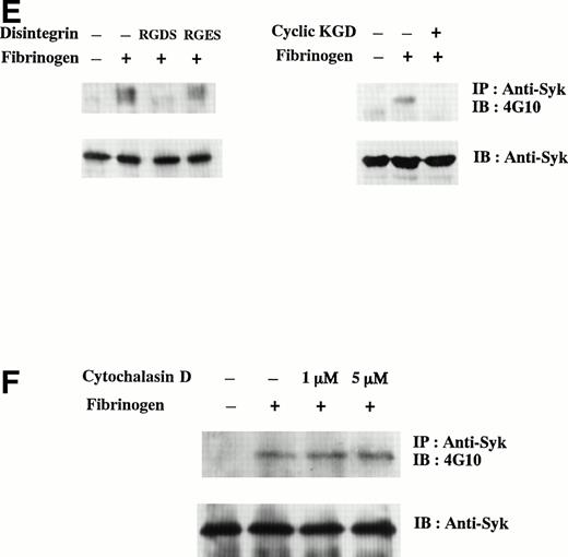 Fig. 3. Tyrosine phosphorylation of D3-adherent cells and D3-detached cells after the stimulation with soluble and solid-phase fibrinogen. (A) D3-adherent and D3-detached cells were stimulated with 1 mg/mL soluble fibrinogen for the indicated times. (B) D3-detached cells were incubated on the fibrinogen plate for the indicated times (0, 15, 30, and 45 minutes). In (A) and (B), the cell lysates were immunoprecipitated with antiphosphotyrosine MoAb (PY20) and immunoblotting analysis was performed with antiphosphotyrosine MoAb (4G10) as described in the Materials and Methods. The positions of the molecular markers are shown to the left in kilodaltons. Solid arrows and a broken arrow indicate the positions of the tyrosine-phosphorylated protein bands and the tyrosine-dephosphorylated protein band, respectively. In (C) and (D), D3-adherent and D3-detached cells were stimulated with 1 mg/mL soluble fibrinogen for the indicated times. The cell lysates were immunoprecipitated with (C) anti-FAK polyclonal antibody or (D) anti-Syk MoAb, and immunoblotting analysis was performed with antiphosphotyrosine MoAb (4G10). The blots were stripped and reprobed with the indicated antibodies. (E) The effects of disintegrin peptides on tyrosine phosphorylation of Syk were examined. D3-adherent cells were treated with 5 mmol/L RGDS, 5 mmol/L RGES, or 40 μmol/L cyclic-KGD peptide for 15 minutes at 4°C and stimulated with 1 mg/mL soluble fibrinogen for 5 minutes, and then tyrosine phosphorylation of Syk was examined as described above. (F) The effect of cytochalasin D on tyrosine phosphorylation of Syk was examined. D3-adherent cells were pretreated with 1 or 5 μmol/L cytochalasin D for 15 minutes at 37°C and then stimulated with 1 mg/mL soluble fibrinogen for 5 minutes, and tyrosine phosphorylation of Syk was examined as described above. Results are representative of 4 experiments.