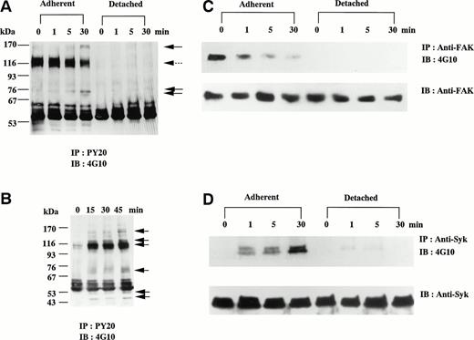 Fig. 3. Tyrosine phosphorylation of D3-adherent cells and D3-detached cells after the stimulation with soluble and solid-phase fibrinogen. (A) D3-adherent and D3-detached cells were stimulated with 1 mg/mL soluble fibrinogen for the indicated times. (B) D3-detached cells were incubated on the fibrinogen plate for the indicated times (0, 15, 30, and 45 minutes). In (A) and (B), the cell lysates were immunoprecipitated with antiphosphotyrosine MoAb (PY20) and immunoblotting analysis was performed with antiphosphotyrosine MoAb (4G10) as described in the Materials and Methods. The positions of the molecular markers are shown to the left in kilodaltons. Solid arrows and a broken arrow indicate the positions of the tyrosine-phosphorylated protein bands and the tyrosine-dephosphorylated protein band, respectively. In (C) and (D), D3-adherent and D3-detached cells were stimulated with 1 mg/mL soluble fibrinogen for the indicated times. The cell lysates were immunoprecipitated with (C) anti-FAK polyclonal antibody or (D) anti-Syk MoAb, and immunoblotting analysis was performed with antiphosphotyrosine MoAb (4G10). The blots were stripped and reprobed with the indicated antibodies. (E) The effects of disintegrin peptides on tyrosine phosphorylation of Syk were examined. D3-adherent cells were treated with 5 mmol/L RGDS, 5 mmol/L RGES, or 40 μmol/L cyclic-KGD peptide for 15 minutes at 4°C and stimulated with 1 mg/mL soluble fibrinogen for 5 minutes, and then tyrosine phosphorylation of Syk was examined as described above. (F) The effect of cytochalasin D on tyrosine phosphorylation of Syk was examined. D3-adherent cells were pretreated with 1 or 5 μmol/L cytochalasin D for 15 minutes at 37°C and then stimulated with 1 mg/mL soluble fibrinogen for 5 minutes, and tyrosine phosphorylation of Syk was examined as described above. Results are representative of 4 experiments.