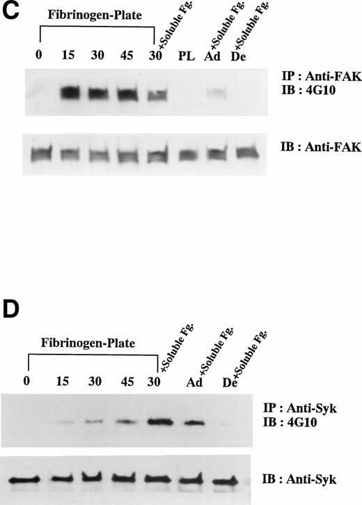 Fig. 4. Binding of soluble fibrinogen to the cells on fibrinogen plate. (A) FXS-labeled fibrinogen was added to D3-adherent cells and the cells on the fibrinogen plate at the indicated concentrations and the binding was characterized by flow cytometry. The MFIs from the histograms for each concentration of FXS-labeled fibrinogen were plotted graphically. (B) FXS-labeled fibrinogen (200 μg/mL) was added either to the D3-detached cells (Detached), the cells on poly-L-lysine plate (broken line), the cells on fibrinogen plate, or D3-adherent cells (Plastic Plate) for 30 minutes at room temperature. Adherent cells were detached mechanically after the binding reaction and subjected to flow cytometry. In (C) and (D), D3-detached cells were incubated on the fibrinogen plate for the indicated times (0, 15, 30, and 45 minutes). The cell lysates were immunoprecipitated with (C) anti-FAK polyclonal antibody or (D) anti-Syk MoAb, and immunoblotting analysis was performed with antiphosphotyrosine MoAb (4G10). The blots were stripped and reprobed with indicated antibodies. +Soluble Fg. indicates the stimulation with 1 mg/mL soluble fibrinogen for 5 minutes. PL shows the result of plating on poly-L-lysine plate for 30 minutes. Ad+Soluble Fg. and De+Soluble Fg. are the results of 1 mg/mL soluble fibrinogen stimulation on D3-adherent cells and D3-detached cells, respectively. Results are representative of 3 experiments.