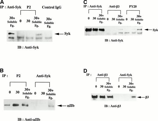Fig. 5. Association of Syk with integrin IIbβ3 after the costimulation with soluble and solid-phase fibrinogen. D3-detached cells (0), the cells on fibrinogen plate incubated for 30 minutes (30), and the cells on fibrinogen plate after the additional stimulation with 1 mg/mL soluble fibrinogen for 5 minutes (30+Soluble Fg.) were lysed and immunoprecipitated with indicated antibodies. In (A) and (B), the cells were lysed in 1% Triton X-100 lysis buffer. The immunoblotting analysis for each immunoprecipitate was performed with (A) anti-Syk polyclonal antibody or (B) anti-integrin IIb MoAb. In (C) and (D), the cells were lysed in 0.05% SDS-containing buffer. The immunoblotting analysis for each immunoprecipitate was performed with (C) anti-Syk polyclonal antibody or (D) anti-integrin β3 MoAb. Results are representative of 3 experiments.