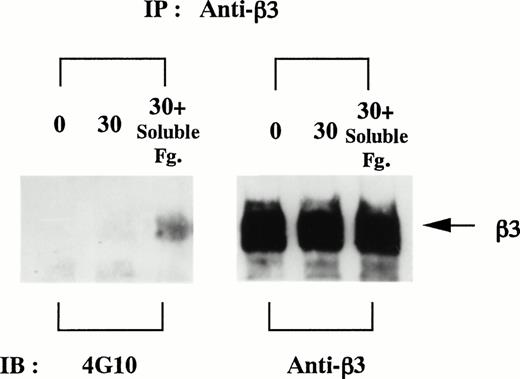 Fig. 6. Integrin β3 is tyrosine-phosphorylated after the costimulation with soluble and solid-phase fibrinogen. D3-detached cells (0), the cells on fibrinogen plate incubated for 30 minutes (30), and the cells on fibrinogen plate after the additional stimulation with 1 mg/mL soluble fibrinogen for 5 minutes (30+Soluble Fg.) were lysed in 0.05% SDS-containing buffer and immunoprecipitated with anti-integrin β3 MoAb. Aliquots of each condition were equally divided and electrophoresed on the same gel in duplicate. Immunoblotting analyses were performed as described in the Materials and Methods. Results are representative of 3 experiments.