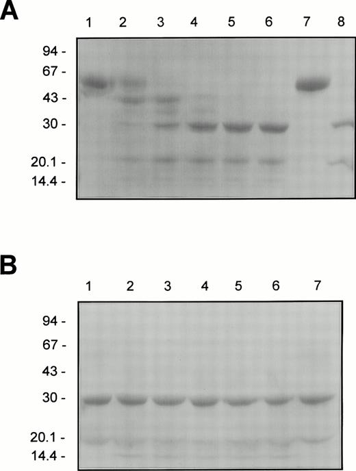 Fig. 2. The cleavage pattern of F.IX and F.IXa treated with HNE as determined by reducing SDS-PAGE. Purified F.IX or F.IXa (4 μmol/L of each) was incubated with HNE (400 nmol/L) as described in the legend to Fig 1. Aliquots (4 μg protein) of F.IX (A) or F.IXa (B) were removed into reducing SDS sample after 0, 0.5, 2, 10, 20, and 30 minutes of incubation at 37°C with HNE (lanes 1 through 6, respectively), heated for 2 minutes at 90°C, electrophoresed in a 5% to 15% linear polyacrylamide gradient SDS gel according to Neville,20 and stained with Coomassie Blue. F.IX and F.IXa (A, lanes 7 and 8, respectively) or F.IXa (B, lane 7) incubated under the conditions given above for 30 minutes at 37°C but in the absence of added HNE is also shown. The positions of the molecular weight markers (in kilodaltons) are indicated to the left of each panel.