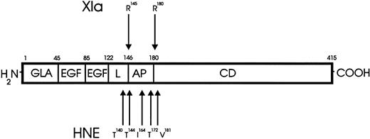 Fig. 3. A schematic comparison of F.XIa and HNE cleavage of human F.IX. Human F.IX is composed of a light chain (residues 1-145), an activation peptide (residues 146-180), and a heavy chain (residues 181-415). The light chain is composed of a γ-carboxylglutamyl-(GLA) containing domain, two domains with homology to human epidermal growth factor (EGF), and a linker (L) domain.10 The activation peptide (AP) is cleaved upon F.IX activation by F.XIa. The catalytic domain (CD) contains the active site formed by the triad of Asp269, His221, and Ser365residues. The results of the NH2-terminal sequencing indicate that HNE inactivates human F.IX coagulant activity after cleaving at Thr140, Thr144, Ile164, Thr172, and Val181. Human F.IX is shown with the position of the cleavage sites for either F.XIa (top) or HNE (bottom).