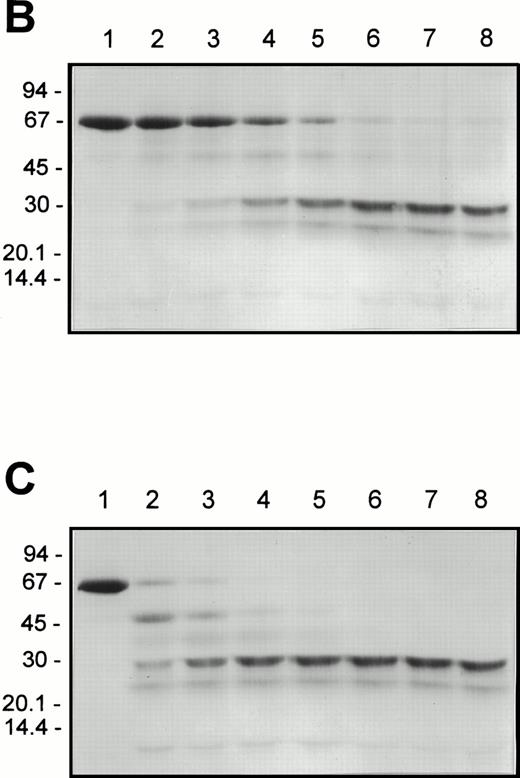 Fig. 4. Cleavage of F.IX by HNE or F.XIa in the presence of pAB. F.IX (4.0 μmol/L) was incubated at 37°C in the presence of pAB (4.0 μmol/L) and after approximately 100 seconds, F.XIa (500 nmol/L) or HNE (400 nmol/L) was added and the incubations continued. (A) shows the fluorescence intensity values recorded for F.IX treated with F.XIa (•) or HNE (○) with excitation and emission wavelengths of 336 and 376 nm, respectively, and a cutoff filter of 350 nm in the emission beam using a Perkin Elmer LS50B Luminescence Spectrometer. (B) (F.XIa-treated F.IX) and (C) (HNE-treated F.IX) show reducing SDS-PAGE analysis of aliquots (4 μg protein each) removed from the reactions in (A) after 0, 0.5, 2, 5, 10, 20, 40, and 60 minutes of incubation with protease (lanes 1 through 8, respectively, in each case) using 5% to 20% linear polyacrylamide gradient gels after staining with Coomassie Blue. The positions of molecular weight markers (in kilodaltons) are indicated at the left of each panel.