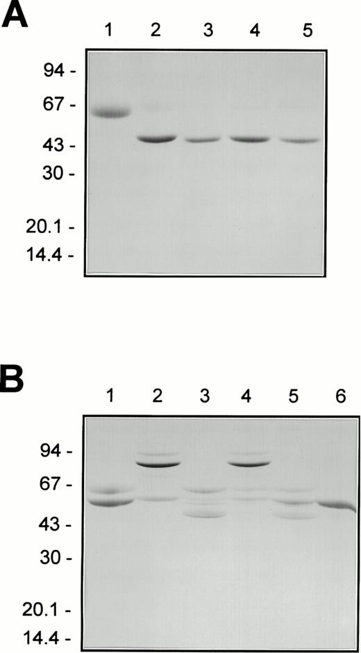 Fig. 7. Effect of HNE or F.XIa on F.IX complexation with ATIII in the presence of heparin and aPTT activity. The different F.IX samples were generated as described in the Materials and Methods. Aliquots of the samples were solubilized before and after incubation with ATIII (5 μmol/L) and heparin (2 mg/mL) for 30 minutes at 37°C for nonreducing SDS-PAGE (A and B, respectively). In addition, these same F.IX samples were also diluted in HBS/BSA and assayed for aPTT clotting activity (C). (A and B) Nonreducing SDS-PAGE analysis of F.IX derivatives before and after incubation with ATIII in the presence of heparin, respectively: F.IX alone (lane 1), F.IXa (lane 2), F.IX treated with HNE (lane 3), F.IXa treated with HNE (lane 4), and F.IX treated with HNE then F.XIa (lane 5). Also shown in (B) is ATIII and heparin alone (lane 6). A 5% to 15% linear polyacrylamide gradient gel was used and the positions of the molecular weight markers (in kilodaltons) are indicated at the left of (A) and (B). (C) Log aPTT clot time (in seconds) versus log F.IX derivative concentration (in picomoles per liter): HBS/BSA buffer alone (•); F.IX (○); HNE-treated F.IX (▿); F.IX treated with HNE then F.XIa (□); F.IXa (▾); F.IXa treated with HNE (▪).