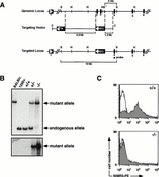 Fig. 1. Generation of CD38 gene-targeted mice. (A) Schematic diagram of the CD38 genomic locus, targeting vector, and targeted locus. Exons, lengths of regions of CD38 homology, lengths of diagnostic restriction fragments, and the position of the exon 4-specific probe are indicated. Restriction enzyme sites are indicated (H, HindIII; C, Cla I; S, Sac I; S*,Sac I polymorphism between the 129SvEv and BALB/c strains of mice). Arrows indicate the transcriptional orientation of the CD38, HSV-TK, and neomycin resistance genes. Homologous recombination resulted in replacement of a 1.6-kb CD38 genomic region that included the putative NAD+ glycohydrolase enzyme catalytic site. (B) Southern blot analysis used for screening genomic DNA from recombinant clones (not shown), and 129Ola × C57BL/6J CD38+/+, CD38+/−, and CD38−/− mice. Probing of blots with a 174-bp polymerase chain reaction–derived exon-4–specific probe (top panel) shows the predicted 2-kb and 10-kb Sac I fragments diagnostic of the CD38 endogenous and mutant alleles, respectively. As a consequence of theSac I polymorphism in the BALB/c locus, a Sac I digest of BALB/c genomic DNA provides a control for the approximate size of the mutant allele fragment. Probing of blots with a neo probe (lower panel) shows hybridization specifically to the 10-kb Sac I fragment characteristic of the mutant allele. (C) FACS staining of total splenocytes with the phycoerythrin (PE)-conjugated rat antimouse CD38 monoclonal antibody NIMR5 (0.5 μg/mL, shaded), or an appropriate PE-conjugated rat IgG2a isotype control (unshaded), was performed according to standard methods.