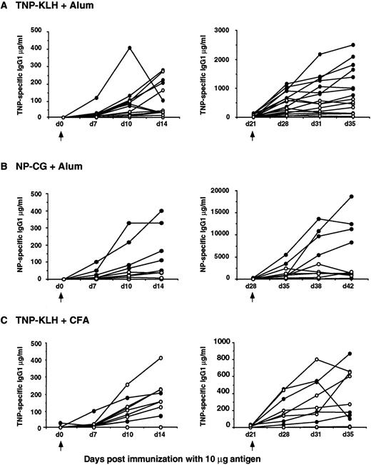 Fig. 2. Immune responses of 129Ola × C57BL/6J F3 CD38−/− mice (open symbols) and CD38+/+ littermate controls (closed symbols) to TD antigens. Titers of hapten-specific IgG1 serum antibody at various time points after a primary (left), and secondary (right) immunization with 10 μg alum-precipitated TNP5-KLH (A), 10 μg alum-precipitated NP20-CG (B), or 10 μg CFA-precipitated TNP5-KLH (C). Arrows indicate the time of the primary and secondary immunizations. The data shown are representative of one of eight TNP5-KLH in alum immunization experiments, one of two NP20-CG in alum immunization experiments, and one of three TNP5-KLH in CFA immunization experiments, in which each experiment included five to eight mice per group.