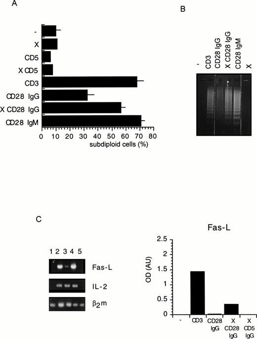 Fig. 2. Cell death (A), DNA fragmentation (B), and FasL mRNA expression (C) are increased on CD28 crosslinking. (A) DWT6.11 cells were seeded for 12 hours in a 24-well plate in the presence of the indicated MoAbs and PI stained followed by cytofluorometry as described in the Materials and Methods. The results are presented as averaged percentage of subdiploid nuclei obtained from three independent experiments (±SD). (B) DNA was extracted from the cells collected at 8 hours of incubation and analyzed on a 1% agarose gel containing ethidium bromide.(C) The cells were collected after a 6-hour incubation period, followed by mRNA extraction, reverse transcription, and PCR using FasL, IL-2, or β2 microglobulin primer pairs as described in the Materials and Methods. Amplification products were analyzed on a 1% agarose gel followed by ethidium bromide staining. Integrated intensity of the specific band was determined using the BioImage (Millipore Corp). Results were normalized to the relative levels of β2m and are presented as histograms. One representative experiment out of two is shown. Where indicated, the X symbol indicates that goat antimouse polyclonal antiserum was added.