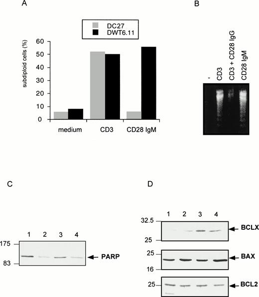 Fig. 3. CD28 IgM MoAb induces a CD28-dependent cell death (A), with DNA fragmentation (B), PARP downregulation (C), and BclXL upregulation (D). The untransfected (DC27) and CD28 stably transfected (DWT6.11) murine hybridoma T cells were treated as described in Fig 1. After an 8-hour incubation period, cells were harvested, PI stained, and analyzed by cytofluorometry (A), or DNA from DWT6.11 cells was extracted followed by electrophoretic analysis on a 1% agarose gel stained with ethidium bromide (B), or proteins were extracted followed by SDS-PAGE fractionation and immunoblotting of the same membrane with the indicated polyclonal serum, successively (C and D): lane 1, untreated cells; lane 2, anti-CD3 plus anti-CD5; lane 3, anti-CD3 plus anti-CD28 IgG; and lane 4 anti-CD28 IgM alone. Results are representative of at least three independent experiments.