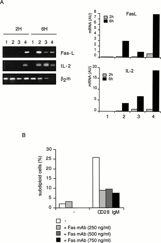 Fig. 4. Expression of FasL and IL-2 mRNA after CD28 and/or CD3 stimulation (A) and the role of Fas in CD28-induced cell death (B). (A) DWT6.11 cells were left untreated (lane 1) or were incubated in the presence of CD3 plus CD5 (lane 2), CD3 plus CD28 IgG (lane 3), or CD28 IgM alone (lane 4) for 2 and 6 hours as indicated. After these incubation periods, cells were harvested and mRNA was extracted, reverse transcribed, and analyzed by PCR using FasL, IL-2, or β2 microglobulin primer pairs as described in the Materials and Methods. Amplification products were analyzed on a 1% agarose gel, followed by ethidium bromide staining. (B) DWT6.11 cells were incubated in the presence of the indicated amount of the Fas blocking MoAb (Jo2), and either left untreated or treated with the CD3 and CD28 IgM MoAb. After an 8-hour incubation period, cells were PI stained followed by cytofluorometry. Results from a representative out of three independent experiments are shown.