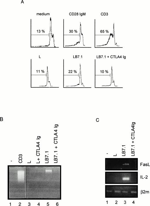 Fig. 5. Cell death (A), DNA fragmentation (B), and FasL mRNA (C) are induced by B7.1 expressing cells. (A) DWT6.11 cells were seeded for 12 hours in a 24-well plate in the presence of MoAbs or in the presence of either L cells (L) or L cells expressing a transfected B7.1 cDNA (LB7.1), as indicated, with a 3:1 (DWT6.11:L) cell ratio. After this incubation period, cells were collected and PI stained followed by cytofluorometry as described in the Materials and Methods. PI staining versus the number of nuclei is shown. Numbers above histograms indicate the percentage of apoptotic nuclei. (B) DNA was extracted from the collected cells at 8 hours of incubation and analyzed onto a 1% agarose gel containing ethidium bromide. (C) mRNA was extracted from cells collected at 6 hours of incubation, followed by reverse transcription and PCR using FasL, IL-2, or β2 microglobulin primer pairs as described in the Materials and Methods. Amplification products were analyzed on a 1% agarose gel, followed by ethidium bromide staining. The results from one representative experiment out of three are shown. Where indicated, the CTLA4 Ig recombinant protein was added 15 minutes before treatment.
