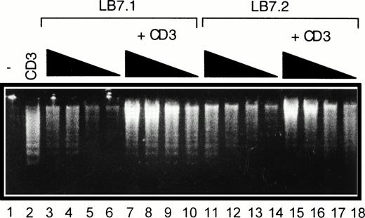 Fig. 6. Regulation of DNA fragmentation in a CD28-transfected murine T-cell hybridoma by B7.1- or B7.2-expressing cells. DWT6.11 cells were seeded for 8 hours in a 24-well plate in the presence or absence of CD3 MoAb and/or of L cells expressing a transfected B7.1 cDNA (LB7.1) or B7.2 cDNA (LB7.2), as indicated. After this incubation period, DNA was extracted and analyzed on a 1% agarose gel containing ethidium bromide. Lane 1, untreated cells; lane 2, anti-CD3; lanes 3 to 6, LB7.1 cells alone at the DWT6.11:LB7.1 cell ratio 2:1, 4:1, 10:1, and 20:1, respectively; lanes 7 to 10, plus anti-CD3; lane 11 to 14, LB7.2 cells alone at the DWT6.11:LB7.2 cell ratio 2:1, 4:1, 10:1, and 20:1, respectively; and lanes 15 to 18, plus anti-CD3.
