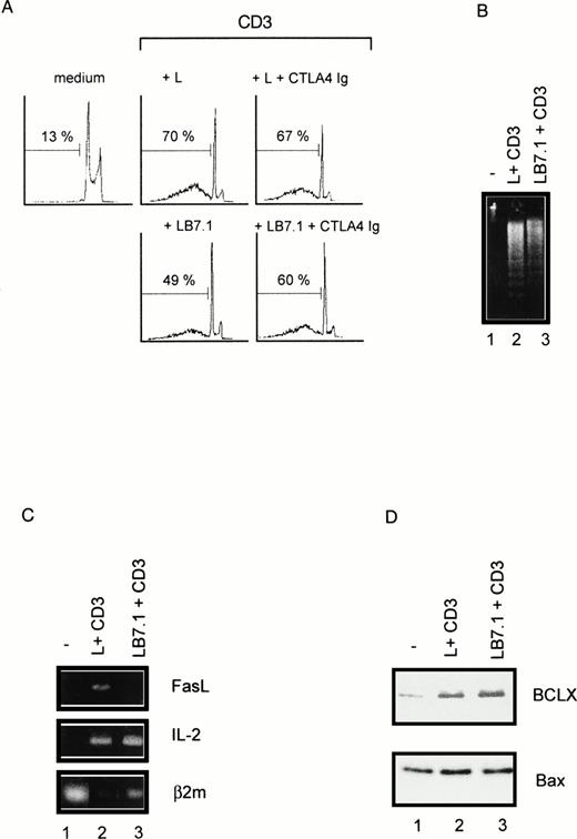 Fig. 7. B7.1-expressing cells can downregulate CD3-triggered cell death (A), DNA fragmentation (B), FasL mRNA induction (C), and BclXL upregulation (D). (A) DWT6.11 cells were seeded for 12 hours in a 24-well plate in the presence of MoAbs or in the presence of either L cells (L) or L cells expressing a transfected B7.1 cDNA (LB7.1), as indicated, with a 3:1 (DWT6.11:L) cell ratio. After this incubation period cells were collected and PI stained followed by cytofluorometry as described in the Materials and Methods. PI staining versus the number of nuclei is shown. Numbers above histograms indicate the percentage of apoptotic nuclei. Where indicated, the CTLA4Ig recombinant protein was added 15 minutes before treatment. (B) DNA was extracted from cells collected at 8 hours of incubation and analyzed on a 1% agarose gel containing ethidium bromide. (C) mRNA was extracted from cells collected at 6 hours of incubation, followed by reverse transcription and PCR using FasL, IL-2, or β2 microglobulin primer pairs as described in the Materials and Methods. Amplification products were analyzed on a 1% agarose gel, followed by ethidium bromide staining. (D) Proteins were extracted followed by SDS-PAGE fractionation and Western blotting with the indicated polyclonal serum. Results are representative of at least three independent experiments.