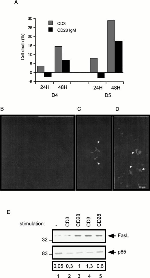 Fig. 8. Induction of cell death in normal peripheral human T cells. Normal T cells were cultured with PHA (1 μg/mL) for 3 to 5 days as indicated (D3, D4, and D5), followed by stimulation with the CD3 and the CD28 IgM antibodies. (A) PHA-treated cells were seeded for 24 and 48 hours in a 24-well plate in the presence of the indicated antibodies. After this incubation period, cells were collected and determined for cell death as described in the Materials and Methods. Day-5 PHA-treated cells (B), day-5 PHA-treated cells stimulated with the CD3 (C), or the CD28 IgM antibody (D) for 48 hours, were stained with Hoechst and fixed in 2% paraformaldehyde. Shown are representative confocal images. White arrows indicate condensed and fragmented nuclei. (E) Proteins were extracted from day-2 PHA-treated cells stimulated for 72 hours with CD3 (lane 2) or CD28 IgM (lane 3) antibodies, or from day-5 PHA-treated cells left unstimulated (lane 1) or stimulated for 24 hours with CD3 (lane 4) and CD28 IgM (lane 5) antibodies. Extracted proteins were fractionated by SDS-PAGE and immunoblotted with the FasL MoAb.