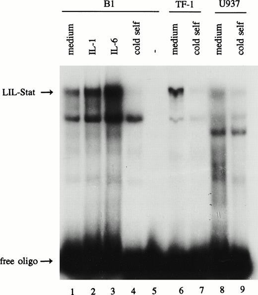 Fig. 1. LIL-Stat is constitutively activated in three leukemic cell lines. Five micrograms of nuclear protein derived from control, IL-1β(10’)-, and IL-6(10’)-treated B1 cells (lanes 1-3) and from control TF-1(lane 6) and U937 (lane 8) cells were analyzed for LIL-Stat binding activity by EMSA. Nuclear extracts were incubated with the32P-labeled oligonucleotide LILRE, the LIL-Stat consensus sequence from the IL-1β promoter. For each cell line competition experiments were performed with a 100-fold molar excess of unlabeled LILRE oligonucleotide (lane 4, 7, and 9, respectively). Labeled LILRE oligonucleotide alone is represented in lane 5.
