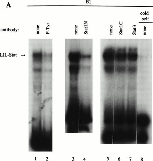 Fig. 2. LIL-Stat transcription factor is tyrosine phosphorylated and recognized by anti-Stat1N antibody. (A) Five micrograms of nuclear extract derived from control B1 cells was supershifted with antibodies against phospho-tyrosine residue (lane 2), Stat1 N-terminal region (lane 4), Stat1 C-terminal region (lane 6), and against Stat3 (lane 7). Quantification of LIL-Stat binding activity was performed by phosphoimager analysis. (B) Functionality of Stat1 and Stat3 antibodies was shown as follows: IFN-γ–treated B1 nuclear extracts were band-shifted with 32P-labeled Stat1 oligonucleotide from the FcγR1 promoter (lane 9) and supershifted with the antibodies against the N- (lane 10) and C- (lane 11) terminal Stat1 domains. Five micrograms of nuclear proteins derived from control B1 cells was band-shifted with the 32P-labeled Stat3 oligonucleotide from the c-fos promoter (lane 12) and supershifted with the Stat3 anitbody (lane 13). (C) Band-shift assays of control B1 nuclear extracts with the oligonucleotides for Stat1 (GAS), Stat3 (hSIE), and LIL-Stat (LILRE) showed differential binding to the Stat1, Stat3, and LIL-Stat oligonucleotide (lanes 14, 17, and 20, respectively). Lanes 15, 18, and 21 represent the respective oligonucleotides alone, whereas cold competition is represented in lanes 16, 19, and 22. (D) Band-shift assay of control B1 nuclear extract with the oligonucleotide for LIL-Stat (lane 23). Cold competition is performed with 100-fold molar excess of unlabeled oligonucleotide LILRE (lane 24), GAS (lane 25), and hSIE (lane 26).