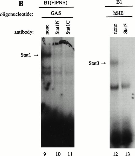 Fig. 2. LIL-Stat transcription factor is tyrosine phosphorylated and recognized by anti-Stat1N antibody. (A) Five micrograms of nuclear extract derived from control B1 cells was supershifted with antibodies against phospho-tyrosine residue (lane 2), Stat1 N-terminal region (lane 4), Stat1 C-terminal region (lane 6), and against Stat3 (lane 7). Quantification of LIL-Stat binding activity was performed by phosphoimager analysis. (B) Functionality of Stat1 and Stat3 antibodies was shown as follows: IFN-γ–treated B1 nuclear extracts were band-shifted with 32P-labeled Stat1 oligonucleotide from the FcγR1 promoter (lane 9) and supershifted with the antibodies against the N- (lane 10) and C- (lane 11) terminal Stat1 domains. Five micrograms of nuclear proteins derived from control B1 cells was band-shifted with the 32P-labeled Stat3 oligonucleotide from the c-fos promoter (lane 12) and supershifted with the Stat3 anitbody (lane 13). (C) Band-shift assays of control B1 nuclear extracts with the oligonucleotides for Stat1 (GAS), Stat3 (hSIE), and LIL-Stat (LILRE) showed differential binding to the Stat1, Stat3, and LIL-Stat oligonucleotide (lanes 14, 17, and 20, respectively). Lanes 15, 18, and 21 represent the respective oligonucleotides alone, whereas cold competition is represented in lanes 16, 19, and 22. (D) Band-shift assay of control B1 nuclear extract with the oligonucleotide for LIL-Stat (lane 23). Cold competition is performed with 100-fold molar excess of unlabeled oligonucleotide LILRE (lane 24), GAS (lane 25), and hSIE (lane 26).