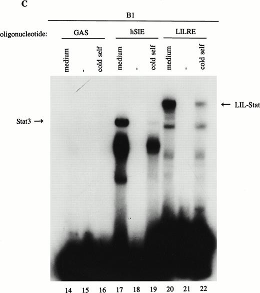 Fig. 2. LIL-Stat transcription factor is tyrosine phosphorylated and recognized by anti-Stat1N antibody. (A) Five micrograms of nuclear extract derived from control B1 cells was supershifted with antibodies against phospho-tyrosine residue (lane 2), Stat1 N-terminal region (lane 4), Stat1 C-terminal region (lane 6), and against Stat3 (lane 7). Quantification of LIL-Stat binding activity was performed by phosphoimager analysis. (B) Functionality of Stat1 and Stat3 antibodies was shown as follows: IFN-γ–treated B1 nuclear extracts were band-shifted with 32P-labeled Stat1 oligonucleotide from the FcγR1 promoter (lane 9) and supershifted with the antibodies against the N- (lane 10) and C- (lane 11) terminal Stat1 domains. Five micrograms of nuclear proteins derived from control B1 cells was band-shifted with the 32P-labeled Stat3 oligonucleotide from the c-fos promoter (lane 12) and supershifted with the Stat3 anitbody (lane 13). (C) Band-shift assays of control B1 nuclear extracts with the oligonucleotides for Stat1 (GAS), Stat3 (hSIE), and LIL-Stat (LILRE) showed differential binding to the Stat1, Stat3, and LIL-Stat oligonucleotide (lanes 14, 17, and 20, respectively). Lanes 15, 18, and 21 represent the respective oligonucleotides alone, whereas cold competition is represented in lanes 16, 19, and 22. (D) Band-shift assay of control B1 nuclear extract with the oligonucleotide for LIL-Stat (lane 23). Cold competition is performed with 100-fold molar excess of unlabeled oligonucleotide LILRE (lane 24), GAS (lane 25), and hSIE (lane 26).