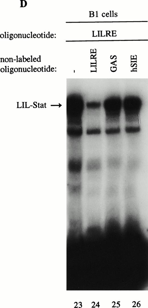 Fig. 2. LIL-Stat transcription factor is tyrosine phosphorylated and recognized by anti-Stat1N antibody. (A) Five micrograms of nuclear extract derived from control B1 cells was supershifted with antibodies against phospho-tyrosine residue (lane 2), Stat1 N-terminal region (lane 4), Stat1 C-terminal region (lane 6), and against Stat3 (lane 7). Quantification of LIL-Stat binding activity was performed by phosphoimager analysis. (B) Functionality of Stat1 and Stat3 antibodies was shown as follows: IFN-γ–treated B1 nuclear extracts were band-shifted with 32P-labeled Stat1 oligonucleotide from the FcγR1 promoter (lane 9) and supershifted with the antibodies against the N- (lane 10) and C- (lane 11) terminal Stat1 domains. Five micrograms of nuclear proteins derived from control B1 cells was band-shifted with the 32P-labeled Stat3 oligonucleotide from the c-fos promoter (lane 12) and supershifted with the Stat3 anitbody (lane 13). (C) Band-shift assays of control B1 nuclear extracts with the oligonucleotides for Stat1 (GAS), Stat3 (hSIE), and LIL-Stat (LILRE) showed differential binding to the Stat1, Stat3, and LIL-Stat oligonucleotide (lanes 14, 17, and 20, respectively). Lanes 15, 18, and 21 represent the respective oligonucleotides alone, whereas cold competition is represented in lanes 16, 19, and 22. (D) Band-shift assay of control B1 nuclear extract with the oligonucleotide for LIL-Stat (lane 23). Cold competition is performed with 100-fold molar excess of unlabeled oligonucleotide LILRE (lane 24), GAS (lane 25), and hSIE (lane 26).