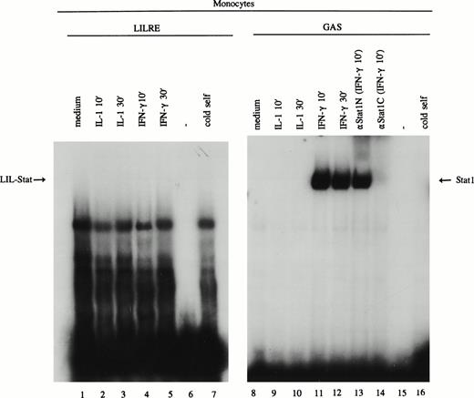 Fig. 5. LIL-Stat binding activity is not observed in monocytes. Nuclear extracts derived from control, IL-1β–, and IFN-γ–treated monocytes were incubated with the 32P-labeled oligonucleotides specific for LIL-Stat (lanes 1-7) and Stat1 (lanes 8-16). Lanes 6 and 15 represent the respective labeled oligonucleotides alone. Competition was performed by addition of a 100-fold molar excess of unlabeled LIL-Stat oligonucleotide (lane 7) or unlabeled Stat1 oligonucleotide (lane 16). Specificity of Stat1 oligonucleotide was confirmed by supershift experiments with the anitbodies against Stat1N and Stat1C (lanes 13, and 14, respectively).