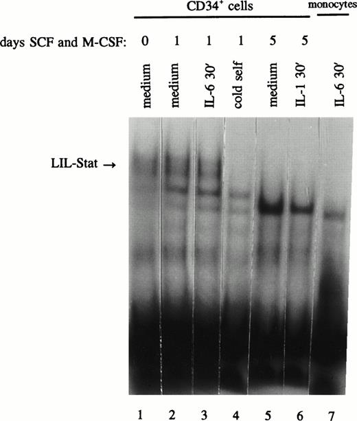 Fig. 6. LIL-Stat is constitutively activated in nuclear extracts of CD34+ cells and disappears upon differentiation. CD34+ cells were incubated with SCF and M-CSF for 0 (lane 1), 1 (lanes 2-4), and 5 days (lanes 5 and 6) and treated with IL-6 (lane 3) or IL-1β (lane 6). Five micrograms of nuclear extracts were used in band-shift assays with the 32P-labeled LILRE oligonucleotide. Competition was performed using a 100-fold molar excess of unlabeled LILRE (lane 4). Absence of LIL-Stat binding in IL-6–treated monocytes is depicted in lane 7.