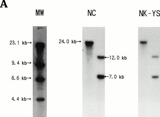 Fig. 6. Southern blotting analysis of the NK-YS genome for the rearrangement of the T-cell receptor (A) β and (B) γ chain genes. DNA extracted from human placenta was used as a negative control (NC). (A) BamHI- or EcoRI-digested DNA was electrophorased in the left or right lane, respectively. (B) EcoRI-,BamHI-, or HindIII-digested DNA was electrophorased in the left, center, or right lane, respectively. The NK-YS cells show the germ-line configuration of T-cell receptor β and γ chain genes.