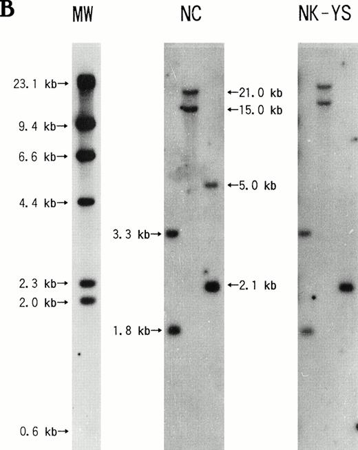 Fig. 6. Southern blotting analysis of the NK-YS genome for the rearrangement of the T-cell receptor (A) β and (B) γ chain genes. DNA extracted from human placenta was used as a negative control (NC). (A) BamHI- or EcoRI-digested DNA was electrophorased in the left or right lane, respectively. (B) EcoRI-,BamHI-, or HindIII-digested DNA was electrophorased in the left, center, or right lane, respectively. The NK-YS cells show the germ-line configuration of T-cell receptor β and γ chain genes.