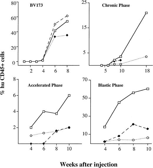Fig. 3. Kinetics of engraftment CML cell line and hematopoietic cells from different disease stages. Kinetics of engraftment were assessed at serial intervals after injection. Values show the median percentages of human cells in different tissues (□———□ BM, ⧫– – –⧫ blood, ○·····○ spleen) detected by human CD45 staining on four mice killed at each time point. BV173 cell line and samples from four patients in CP (CP1, CP2, CP4, CP5), two in AP (AP1, AP2), and two in BP (BP1, BP2) were injected.