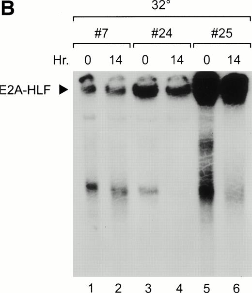 Fig. 1. Overexpression of E2A-HLF in M1p53tsvalcells. (A) Western blot analysis of 10 μg protein/lane blotted with HLF antisera showing variable levels of E2A-HLF expression in clones 7, 24, and 25 compared with a lack of expression in parental cells (P). (B) Nuclear lysates prepared from E2A-HLF clones 7, 24, and 25 and studied by EMSA using a 32P-labeled oligonucleotide probe containing the HLF consensus binding sequence and supershifted with an E2A antibody. Supershifted complexes containing E2A-HLF were stable at both 0 hours (mutant conformation of p53 at 37°C) and 14 hours after a shift in temperature (wild-type conformation of p53 at 32°C).