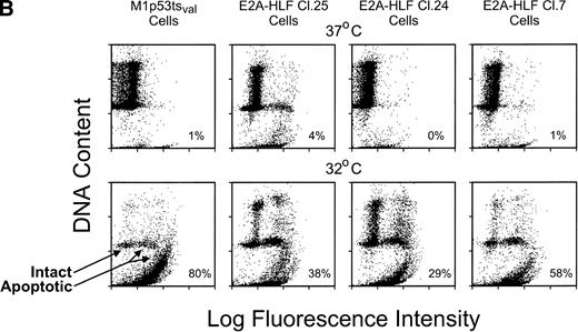 Fig. 2. E2A-HLF suppresses p53-induced apoptosis in M1p53tsval cells. (A) Viable cell counts (means of triplicate determinations) performed at serial times after a shift in temperature to 32°C for 3 clones (7, 24, and 25) expressing E2A-HLF or for control cells, with or without the addition of IL-6. Comparisons of cell survival at 24 hours between controls and clones 7, 24, and 25 yielded P values of .004, .036, and .004, respectively. (B) Flow cytometric TUNEL assay of TdT-labeled DNA performed in cells grown at 37°C or 24 hours after a shift to 32°C. Respective differences in the percentages of cells undergoing apoptosis between the control and clones 7, 24, and 25 were statistically significant at the P < .0001 level.