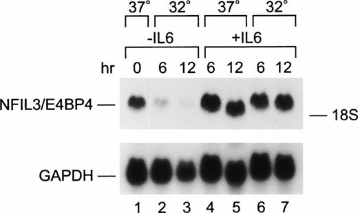 Fig. 3. Regulation of Nfil3 expression by p53 and IL-6 in M1p53tsval cells. Northern blot analysis of total RNA (20 μg/lane) prepared from M1p53tsval cells grown at 37°C (lanes 1, 4, and 5) or 32°C (lanes 2, 3, 6, and 7) in the absence (lanes 1 through 3) or presence (lanes 4 through 7) of IL-6. Blots were hybridized with a mouse Nfil3 cDNA probe, stripped, and rehybridized with a mouse Gapdh control probe.