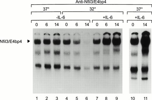 Fig. 4. Regulation of Nfil3 binding activity by p53 and IL-6. Nuclear extracts prepared from M1p53tsval mouse myeloid leukemia cells were studied by EMSA with a 32P-labeled oligonucleotide probe containing the HLF consensus binding sequence. Levels of the Nfil3 complex are shown in the absence of IL-6 in cells maintained at either 37°C (lanes 1 through 3) or after a shift to 32°C (lanes 4 through 6), allowing p53 to assume a wild-type conformation. The effects of IL-6 addition on Nfil3 binding activity are shown at both 32°C (lanes 7 through 9) and 37°C (lanes 10 and 11).