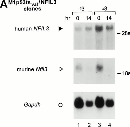 Fig. 5. M1p53tsval cell clones expressing human NFIL3. (A) Northern analysis of total RNA (20 μg/lane) prepared from 2 NFIL3-expressing clones (top panel) and probed with a human NFIL3 cDNA probe. Note the stability of the LTR-driven NFIL3 mRNA (solid arrowhead) in the absence of IL-6 at 32°C, the permissive temperature for p53. Rehybridization of the Northern blot with a mouseNfil3 probe demonstrated downregulation of the endogenousNfil3 mRNA (middle panel, open arrowhead) due to p53. Results for the Gapdh RNA loading control are also shown (bottom panel; ○). (B) EMSA results showing NFIL3 binding activity of clones 2, 3, 4, 7, and 8 (lanes 3 through 12) versus control cells (lanes 1 and 2) at 37°C and 14 hours after shift to 32°C.