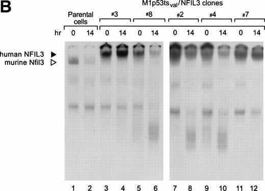 Fig. 5. M1p53tsval cell clones expressing human NFIL3. (A) Northern analysis of total RNA (20 μg/lane) prepared from 2 NFIL3-expressing clones (top panel) and probed with a human NFIL3 cDNA probe. Note the stability of the LTR-driven NFIL3 mRNA (solid arrowhead) in the absence of IL-6 at 32°C, the permissive temperature for p53. Rehybridization of the Northern blot with a mouseNfil3 probe demonstrated downregulation of the endogenousNfil3 mRNA (middle panel, open arrowhead) due to p53. Results for the Gapdh RNA loading control are also shown (bottom panel; ○). (B) EMSA results showing NFIL3 binding activity of clones 2, 3, 4, 7, and 8 (lanes 3 through 12) versus control cells (lanes 1 and 2) at 37°C and 14 hours after shift to 32°C.
