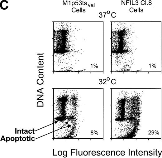 Fig. 6. NFIL3 interferes with IL-6 rescue of M1p53tsval cells. (A) Viable cell counts (means of triplicate determinations) performed at serial times after a shift in temperature to 32°C for 5 NFIL3 clones and uninfected control. (B) Viable cell counts of NFIL3 clone 3 and 8 and control performed in the presence of 12 ng/mL IL-6. (C) Flow cytometric TUNEL assay of TdT-labeled DNA in NFIL3 clone 8 and control grown in the presence of IL-6 at 37°C and 24 hours after a temperature shift to 32°C.