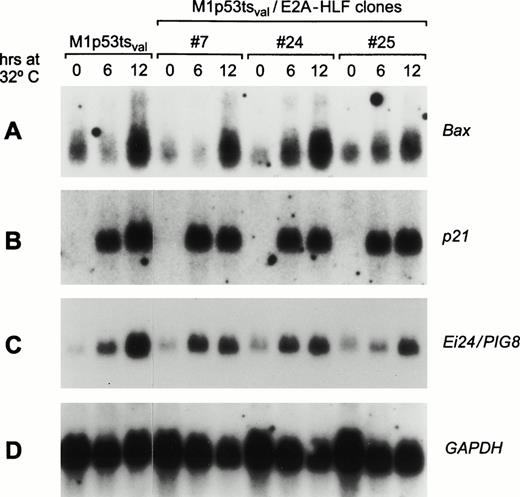 Fig. 7. E2A-HLF does not interfere with PIG expression in M1p53tsval cells. Northern blot analysis of total RNA (20 μg) prepared from parental M1p53tsval cells and M1p53tsval clones 7, 24, and 25 expressing E2A-HLF grown at 32°C for the times indicated. The blot was hybridized with Bax(A), p21WAF1/CIP1 (B), Ei24 (C), andGapdh (D) cDNA probes.
