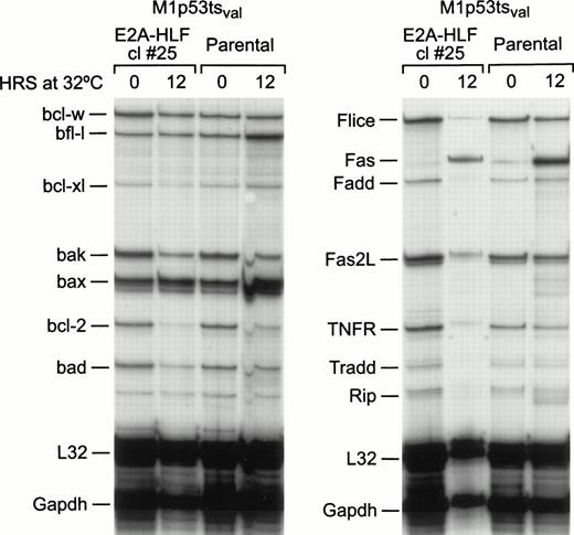 Fig. 8. RNAse protection assay using multiple probes detecting genes in the Bcl-2 and Fas receptor-mediated death pathways. Twenty micrograms of RNA isolated from parental M1p53tsval cells or M1p53tsval cells (clone 25) expressing E2A-HLF cultured at 37°C (0 hour) or at 32°C (14 hours) were hybridized to the mouse probes. RNA levels for each gene were compared with levels of expression of the housekeeping genes Gapdh and L32.
