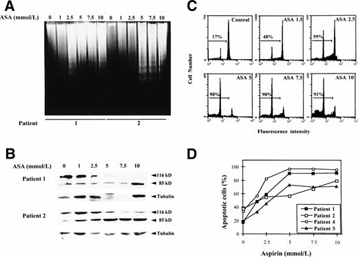 Fig. 4. Induction of apoptosis by aspirin on B-CLL cells. (A) Effect of aspirin on DNA fragmentation in B-CLL cells. Cells from patients no. 1 and 2 were incubated for 24 hours with 1 to 10 mmol/L aspirin (ASA). DNA was extracted and subjected to agarose gel electrophoresis as described in the Materials and Methods. (B) Effect of aspirin on PARP cleavage. Cells from patients no. 1 and 2 were incubated for 48 hours with 1 to 10 mmol/L aspirin (ASA). PARP cleavage was analyzed on protein extracts from these cells by Western blot as described in the Materials and Methods. The position of the native PARP (116 kD) and the proteolytic fragment (85 kD) is indicated. As an internal control, blots were also probed with -tubulin antibody. (C) Effect of aspirin on DNA content in a representative CLL patient. Cells from patient no. 1 were incubated for 48 hours with 1 to 10 mmol/L aspirin (ASA). DNA content was quantified by PI staining and flow cytometry analysis as described in the Materials and Methods. (D) Quantification of aspirin-induced apoptosis in cells from 4 patients by PI staining and FACS analysis after 48 hours of incubation with 1 to 10 mmol/L aspirin.