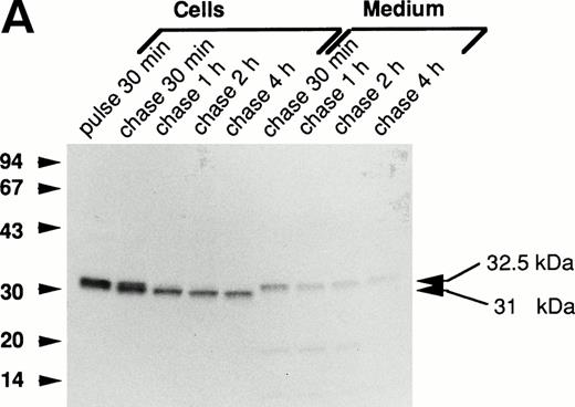 Fig. 2. Processing of wild-type and double-mutant procathepsin G in RBL cells. (A) RBL/CatG and (B) RBL/CatG/Gly201/▵Gly19Glu20 cells were pulse-labeled with35S-methionine/35S-cysteine for 30 minutes followed by chase of the label for up to 4 hours. At indicated points, 20 × 106 cells were withdrawn and subjected to solubilization and immunoprecipitation with polyclonal anti-cathepsin G antiserum. In addition, cathepsin G was immunoprecipitated from the incubation medium after each period of chase. The immunoprecipitates were run in SDS-PAGE in a 10% to 20% and a 5% to 20% gradient gel, respectively, whereupon fluorography was performed. The fluorograms were exposed for 6 days and 2 weeks, respectively. The different processing forms of cathepsin G are indicated with arrows to the right. Numbers to the left in this and subsequent figures are the molecular weight values of molecular weight standards.
