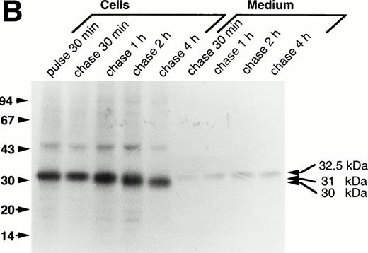 Fig. 2. Processing of wild-type and double-mutant procathepsin G in RBL cells. (A) RBL/CatG and (B) RBL/CatG/Gly201/▵Gly19Glu20 cells were pulse-labeled with35S-methionine/35S-cysteine for 30 minutes followed by chase of the label for up to 4 hours. At indicated points, 20 × 106 cells were withdrawn and subjected to solubilization and immunoprecipitation with polyclonal anti-cathepsin G antiserum. In addition, cathepsin G was immunoprecipitated from the incubation medium after each period of chase. The immunoprecipitates were run in SDS-PAGE in a 10% to 20% and a 5% to 20% gradient gel, respectively, whereupon fluorography was performed. The fluorograms were exposed for 6 days and 2 weeks, respectively. The different processing forms of cathepsin G are indicated with arrows to the right. Numbers to the left in this and subsequent figures are the molecular weight values of molecular weight standards.