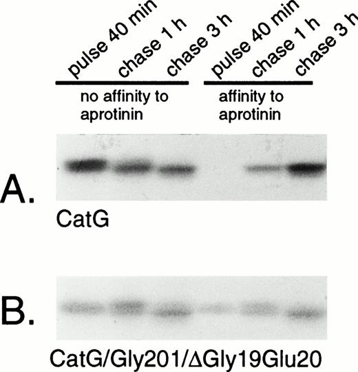 Fig. 4. Adsorption of wild-type and double-mutant cathepsin G to aprotinin-agarose. (A) RBL/CatG and (B) RBL/CatG/Gly201/▵Gly19Glu20 cells were labeled with 35S-methionine/35S-cysteine for 40 minutes and chased for 1 and 3 hours. At timed intervals, aliquots of labeled cells (20 × 106) were withdrawn for analyses. Cell lysis and adsorption to aprotinin-agarose were performed as described in the Materials and Methods. No affinity to aprotinin represents labeled protein that did not bind to aprotinin (non-active conformation), whereas material with affinity to aprotinin was eluted after binding (active conformation). After immunoprecipitation and SDS-PAGE, fluorography was performed. The fluorograms were exposed for 7 days.