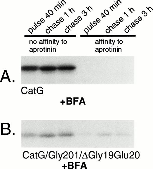 Fig. 5. Adsorption of wild-type and double-mutant cathepsin G to aprotinin-agarose in the presence of brefeldin A. (A) RBL/CatG and (B) RBL/CatG/Gly201/▵Gly19Glu20 cells were preincubated with brefeldin A (5 μg/mL) for 60 minutes, whereupon pulse-labeling and chase of the label were performed in the continued presence of brefeldin A. Lysis and adsorption to aprotinin was performed as described in the legend to Fig 4. The fluorograms were exposed for 7 days.