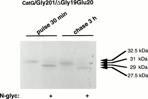 Fig. 6. Digestion of double-mutant cathepsin G with N-glycosidase F. RBL/CatG/Gly201/▵Gly19Glu20cells were pulse-labeled with35S-methionine/35S-cysteine for 30 minutes, whereupon the label was chased for 3 hours. At each time point, 50 × 106 cells were lysed and cathepsin G was immunoprecipitated. Half of the material was subjected to digestion with N-glycosidase F (indicated with “+”). Material without added N-glycosidase F, but otherwise treated identically, is shown as controls. The fluorogram was exposed for 5 days.
