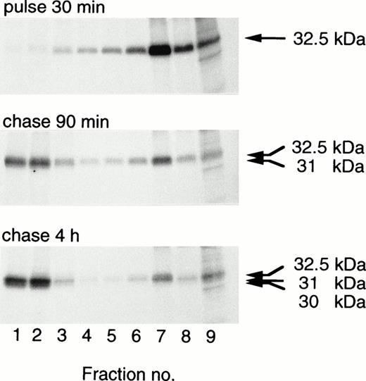 Fig. 7. Targeting of double-mutant procathepsin G to granules in RBL cells. RBL/CatG/Gly201/▵Gly19Glu20 cells were pulse-labeled for 30 minutes followed by chase for 90 minutes and 4 hours. At the times indicated, 100 × 106 cells were homogenized, after which subcellular fractionation was performed, with subsequent collection of eight 0.8 mL subcellular fractions with decreasing density and with fraction no. 9 containing all cytosol. Fractions were solubilized and subjected to immunoprecipitation with polyclonal anti-cathepsin G antiserum. Analyses of immunoprecipitates were as described in the legend to Fig 2. The different processing forms of cathepsin G are indicated with arrows to the right. The fluorograms were exposed for 3 weeks.