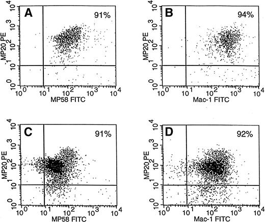 Fig. 7. ER-MP20+ peritoneal cells in regions 1 and 2 are ER-MP58+ and Mac-1+. At 16 hours after TM injection, peritoneal cells from region 1 (A and B) and region 2 (C and D) (see Fig 3) were stained for both ER-MP20 and ER-MP58 (A and C) and were stained for both ER-MP20 and Mac-1 (B and D); two-color flow cytometric analysis was then performed (see the Materials and Methods). The percentages of cells are presented in the top right quadrant. There are fewer cells in region 1 due to the macrophage disappearance reaction (see Fig 3). Data are from a representative experiment (8 mice). The experiment was repeated twice more.