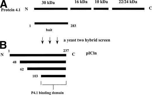 Fig. 1. Structure of protein 4.1 (A) and summary of the pICln clones isolated from the yeast two-hybrid screen using the 30-kD domain of P4.1 as a bait (B).
