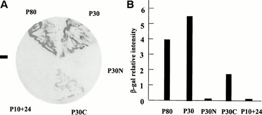 Fig. 2. Protein 4.1 interacts with pICln protein in the two-hybrid screen. Interaction between various portions of protein 4.1 and pICln using a colony-lift assay (A) or a liquid assay for β-galactosidase activity (B). “−” in (A) is a negative control transformation by both a pLAM5′-1 plasmid encoding a GAL4 DNA-BD/human lamin C hybrid and a GAL4-AD-pICln DNA.