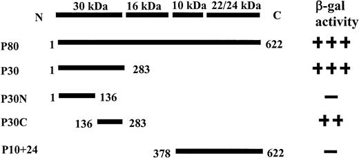 Fig. 3. Mapping the region of protein 4.1 that interacts with pICln protein.